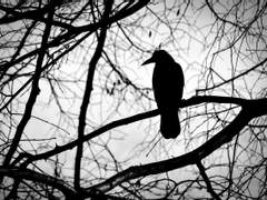 죽음을 불러오는 검은 까마귀.