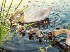 V가 사는 신기루