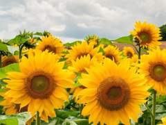 [서치우 / 3 / XX]