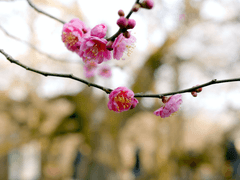 화산귀환 청명 드림