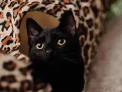 간택 당했습니다.