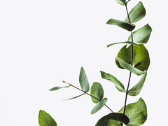 [사네겐] 이후 사네미는 동생이 왜 수박을 거절하였는지 이유를 알게된다.