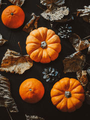 뱀파이어는 핼러윈에 무얼 할까