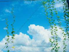 다이빙: 사랑의 성장통 (8)