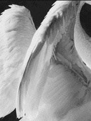 뉴 액시스 고 아인스