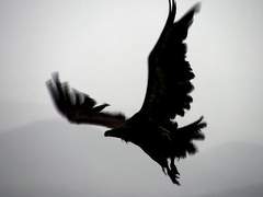 죽지 못하는 새