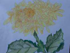 노란 국화 꽃의 딸