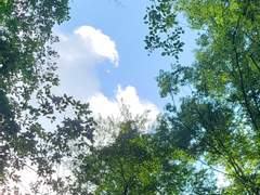 [도위소병] 백일몽白日夢