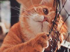 [로판] (단편) 황제의 애완수인 입양기_(중)