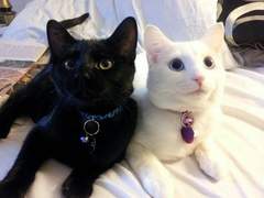 이런 걸 보고 역키잡 이라고 하나요? 아님 수인물이라고 하나요?