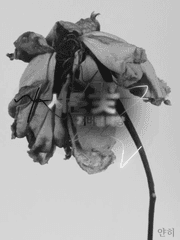 [히나른/배신물]시든 꽃 장편 (져버린 태양)