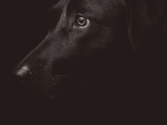 [번역] 센리오 ~"고백", "종말","서두름" 세가지 키워드~