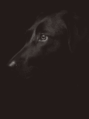 김전일 2차 창작 소설 번역 - 센리오 - 