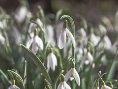 1월 1일: 스노우드롭 - 눈 꽃