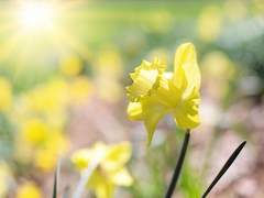 1월 2일: 노랑수선화 - narcissuss