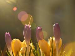 1월 3일: 크로커스 - 샤프란