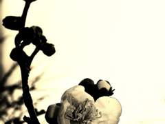 그렇게 나무상자에 또 하나의 마음이 담겼다. (수정)