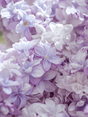 라일락 아일랜드 백업