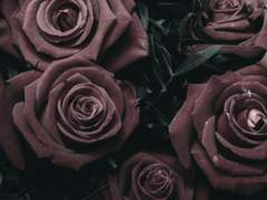 멋있는 오빠가 된 로즈 군에게.