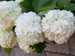 [햐쿠라이]도련님x호위무사_23.09.01~23.10.12