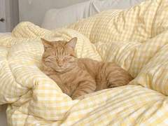 연예인 사주 풀이 신청