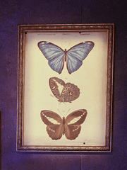 더 테일 에이프릴 풀스