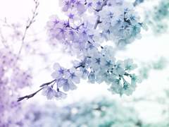 [이즈레오 단편]牽裙攬帶