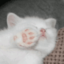 𝘼𝙧𝙖𝙣𝙜 ฅ🐾