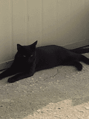 완두콩의 집냥이로 사는 법