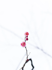 매월梅月: 그때의 매화는 한없이 웅혼하기에