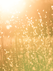 아사히나 히마와리