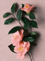 파리스 엘피시본