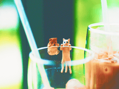 고양이, 코코아, 여름