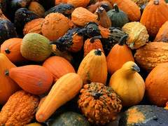 버터넛 스쿼시라니 이름만 그럴 듯하잖아!