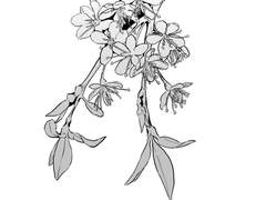 <봄 · 사진> 웹 발행