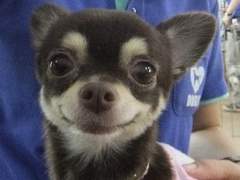 애니멀 피라미드 붕괴 사건 10