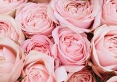 { 로지아 드 라블랑 | XX | 23 }