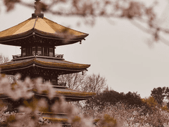 [타르종려/야타종려] 화양연화 (花樣年華) - 02