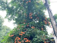 들판에 누워 있는 나비