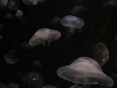 #9 매미가 죽었다