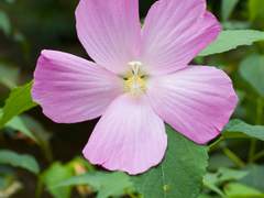 [사주명리] 계사 일주 - 천을귀인