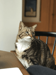 고등어 무늬 고양이 까미