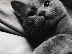 고양이 꼬미의 일상