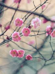 이거저것 화산귀환