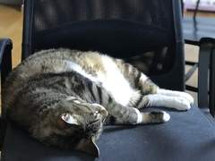 고등어 무늬 고양이 까미(2)