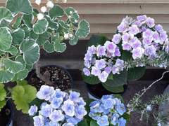 나이롱 + 무면허 + 무대뽀 이발사의 위기