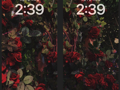 [아이폰/아이패드 배경화면] Rose.