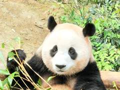 에버랜드 동물 친구들