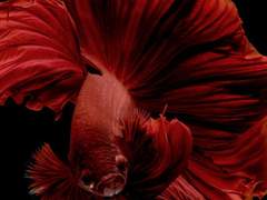 대진준기. 투어(鬪魚)