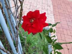 꼭, '명절에 갑자기' 등장하시는 분